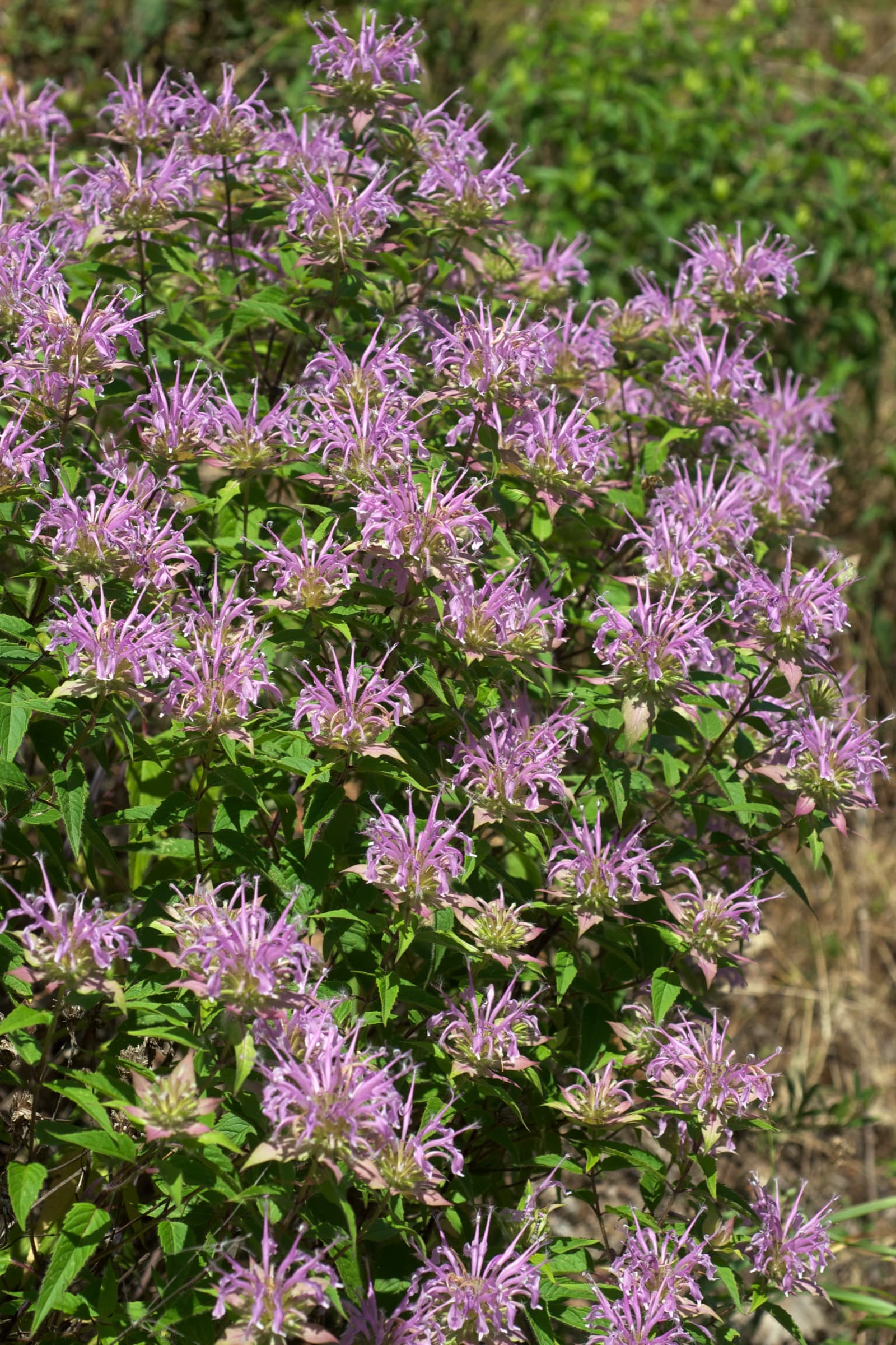 Bee Balm