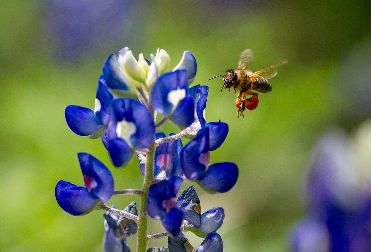 Honey bee visiting a Texas bluebonnet in Austin