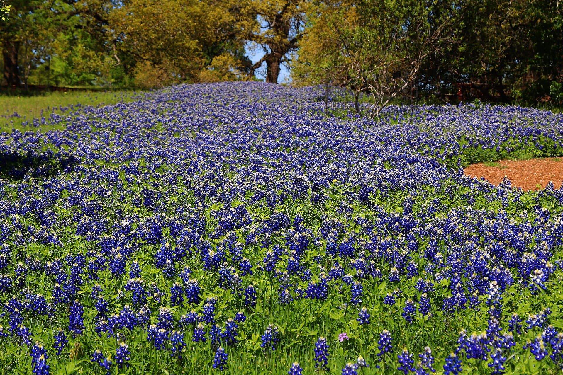 Bluebonnets blooming at the Lady Bird Johnson Wildflower Center in Austin